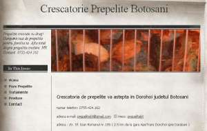 Prepelite pui,  oaua de prepelita