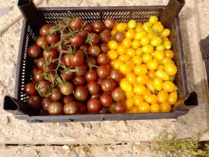 Vand rosii cherry