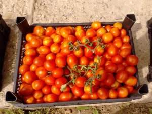 Vand rosii cherry