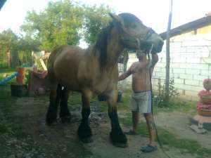 iapa de rasa de vanzare