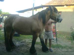 iapa de rasa de vanzare