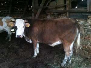 Vand Vaci 2-3 buc de lapte sau de carne Loc. Rodbav(langa Soars) Jud Brasov