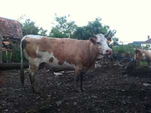Vand Vaci 2-3 buc de lapte sau de carne Loc. Rodbav(langa Soars) Jud Brasov