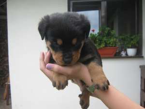 Vand pui Rottweiler ,  femela