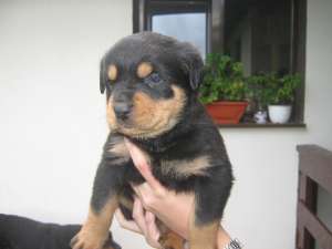 Vand pui Rottweiler ,  femela