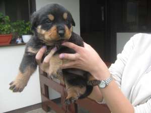 Vand pui Rottweiler ,  femela