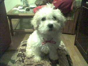 vand 2 catele bichon