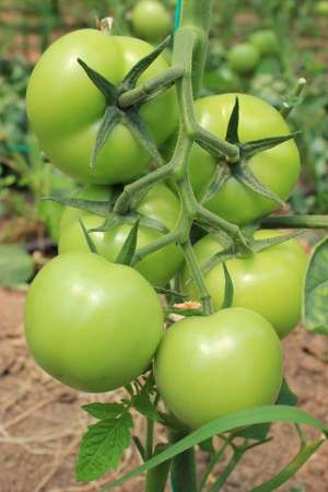 Producator tomate sera - vindem rosii en-gros