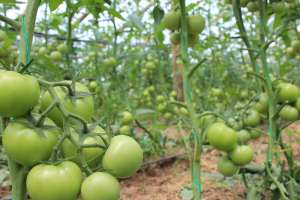 Producator tomate sera - vindem rosii en-gros