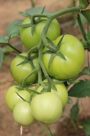 Producator tomate sera - vindem rosii en-gros