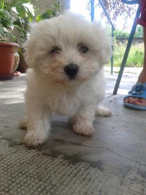 vand bichon maltez 700lei