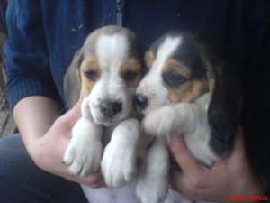 ocazie unica -beagle la 100 euro