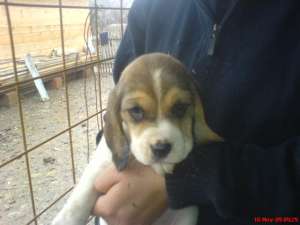 ocazie unica -beagle la 100 euro