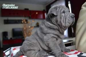 Pui Shar Pei