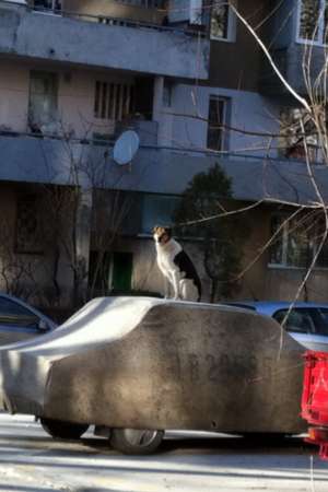 Făcut dispărut de hinghieri căţel zona Orizont,  Favorit  sector 6 cu numele de 