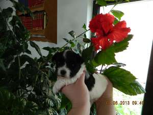 pui de bichon havanez dragalasi,  de talie mica
