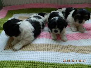 pui de bichon havanez dragalasi,  de talie mica