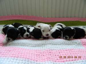 pui de bichon havanez dragalasi,  de talie mica