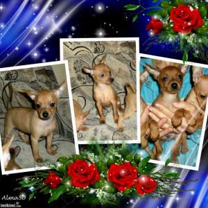 vand pinscher pitic
