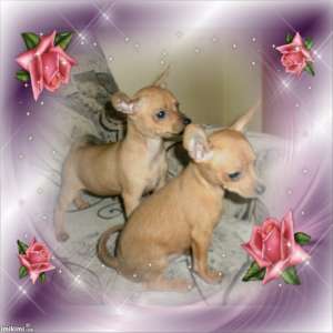 vand pinscher pitic