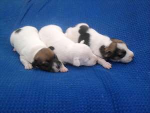 Jack Russell Terrier de vinzare