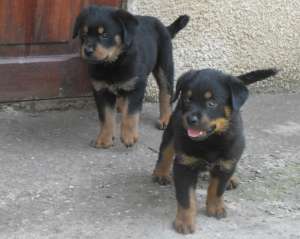 vand pui rottweiler