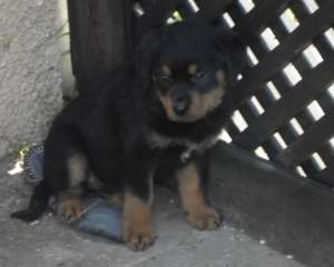 vand pui rottweiler