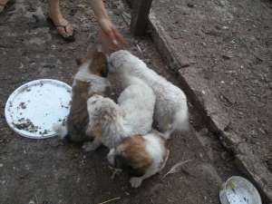 4 catei ciobanesti romanesti