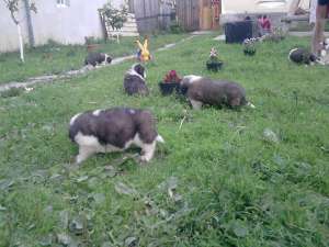 Vand pui saint bernard
