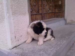 Vand pui saint bernard