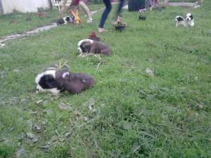 Vand pui saint bernard