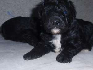Vand Caniche