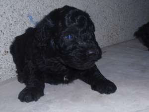 Vand Caniche