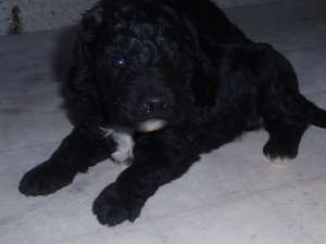 Vand Caniche
