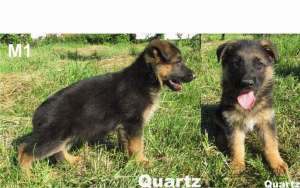 Pui ciobanesc german cu pedigree