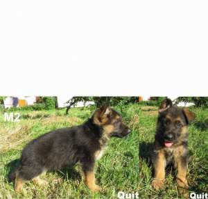 Pui ciobanesc german cu pedigree