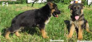Pui ciobanesc german cu pedigree