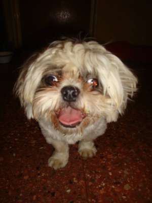 Gasit Shih-tzu
