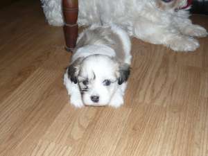 VAND PUI BICHON HAVANEZ