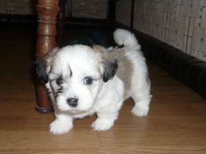 VAND PUI BICHON HAVANEZ