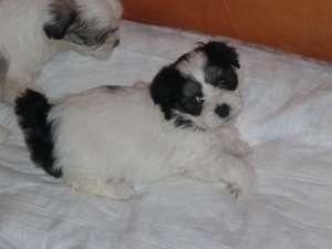 VAND PUI BICHON HAVANEZ