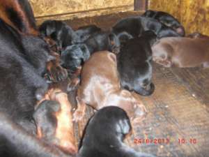 pui dobermann