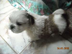 MASCUL SHIH-TZU