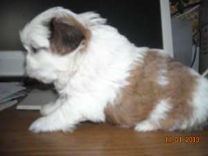 MASCUL SHIH-TZU