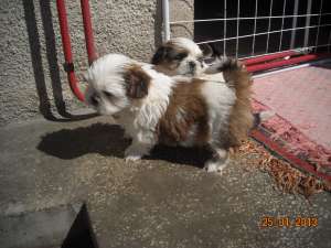 MASCUL SHIH-TZU