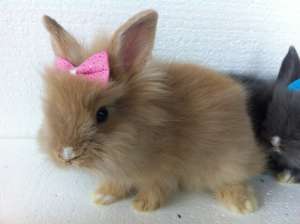 Vand iepuri pitici angora