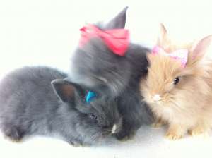 Vand iepuri pitici angora