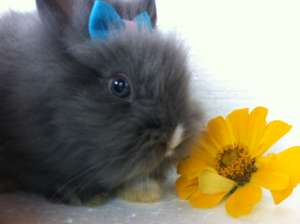 Vand iepuri pitici angora