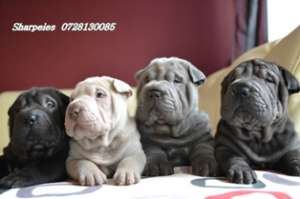 Pui Sharpei (nu ilie_bv)