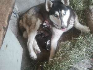 Vand Pui Husky Siberian 100% pur